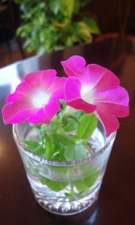 (untitled)